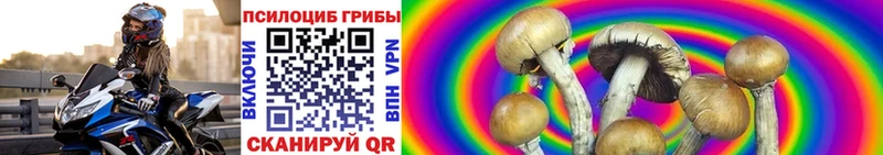 купить   Почеп  Псилоцибиновые грибы Psilocybe 